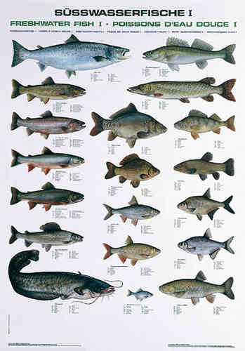 Tafel-Süßwasserfische-I