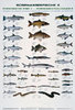 Tafel-Süßwasserfische-II