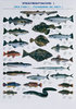 Tafel-Meeresfische